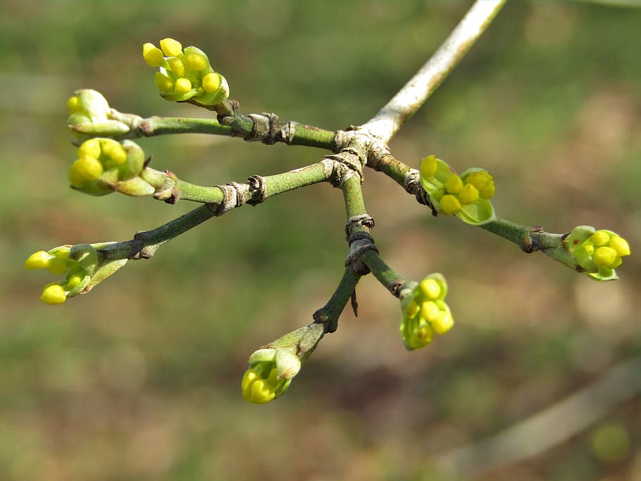bud, bush, spring, nature, garden, branch, growth, plant, focus on foreground HD wallpaper
