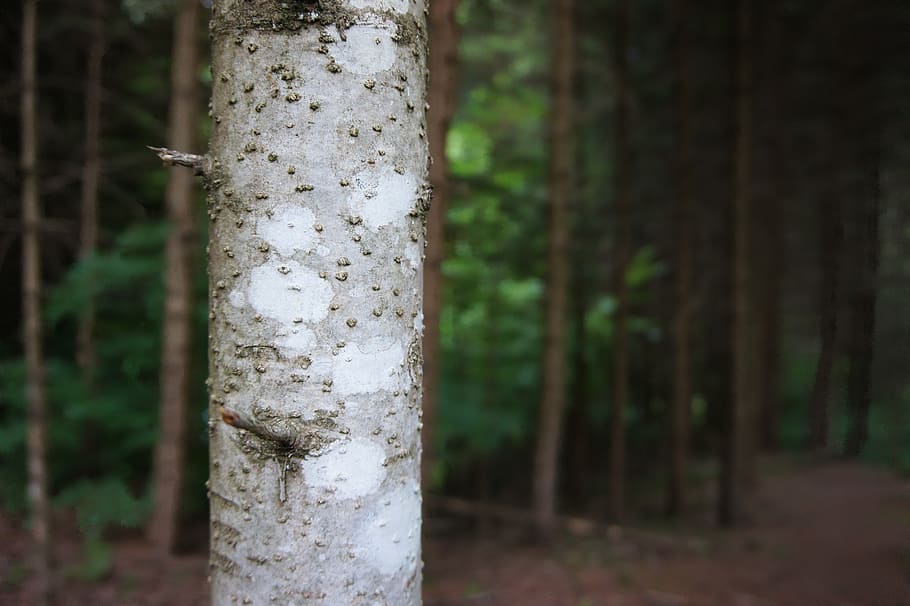 gray tree, plant, tree trunk, vegetation, para rubber tree, grey HD wallpaper