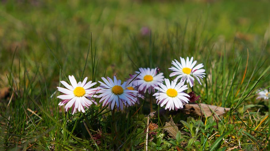 nature, plants, flowers, spring, daisies, meadow, the environment HD wallpaper