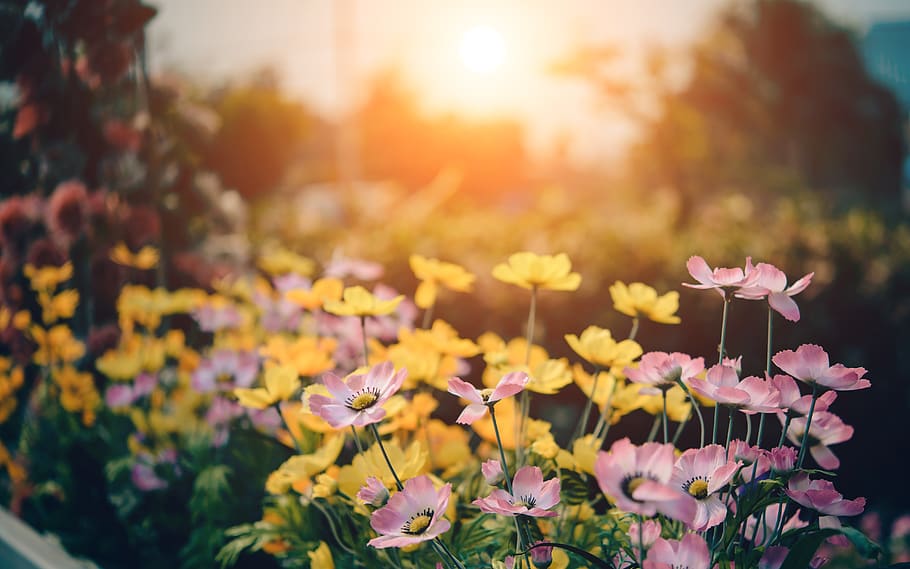 Pink and Yellow Flowers in Bloom, blossom, flora, garden, nature HD wallpaper