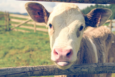 white and brown calf, animal, cow, mammal, bird, beak, cattle HD wallpaper