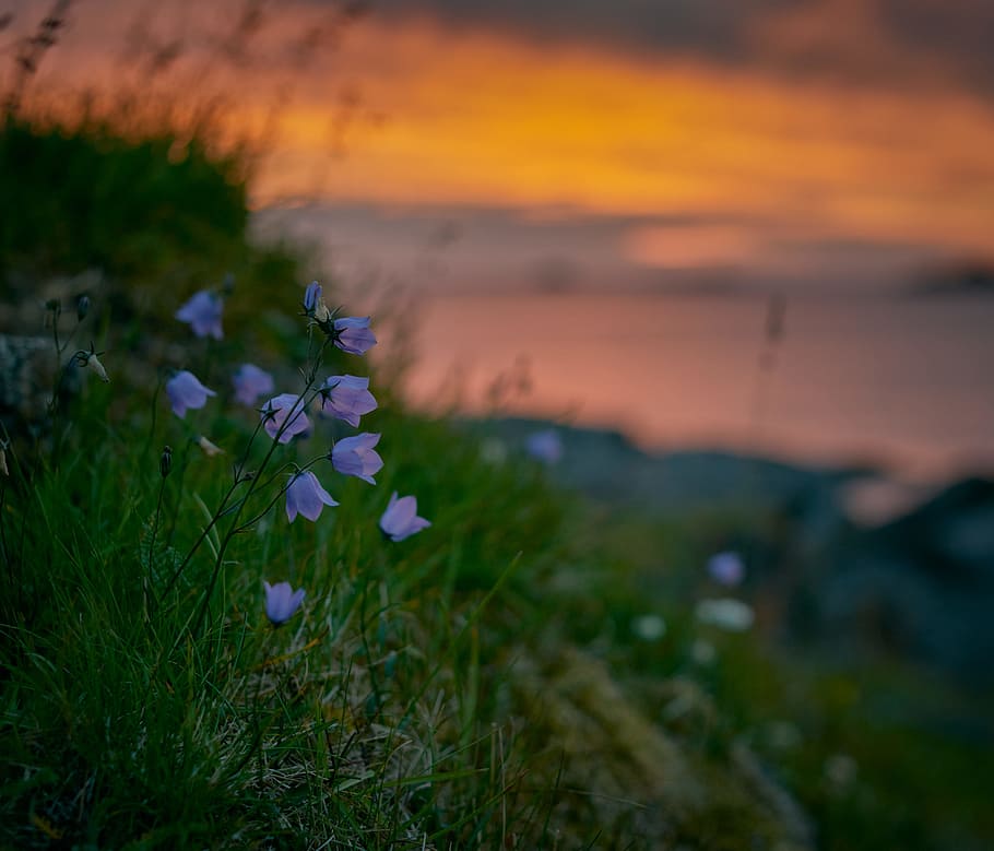 selective focus photography of purple petaled flowers, plant HD wallpaper