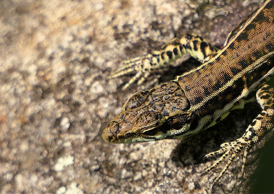 lizard, head, rock, careful, animal, rapiette, close-up, wallpaper HD wallpaper