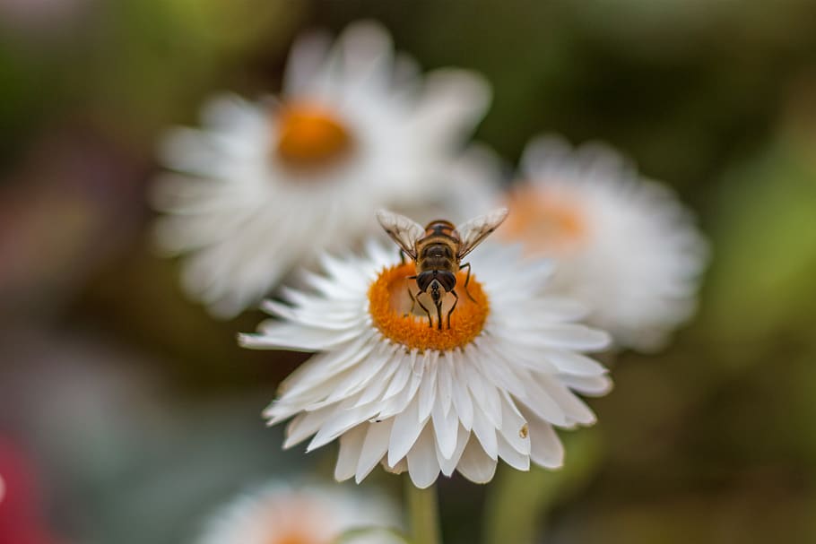 bee, flower, insect, plant, summer, nectar, pollen, blossom HD wallpaper