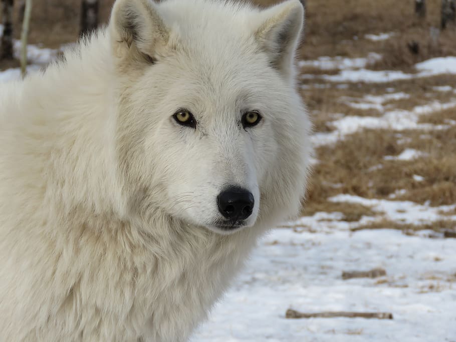 arctic wolfdog, sanctuary, rehabilitation, fur, white, rescue HD wallpaper