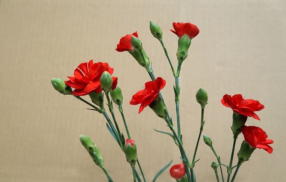 carnations, red, natural, picture, flowering plant, beauty in nature HD wallpaper