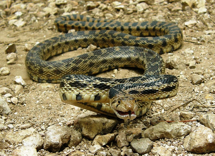 snake, gopher, animal, wild, nature, reptile, animal themes HD wallpaper