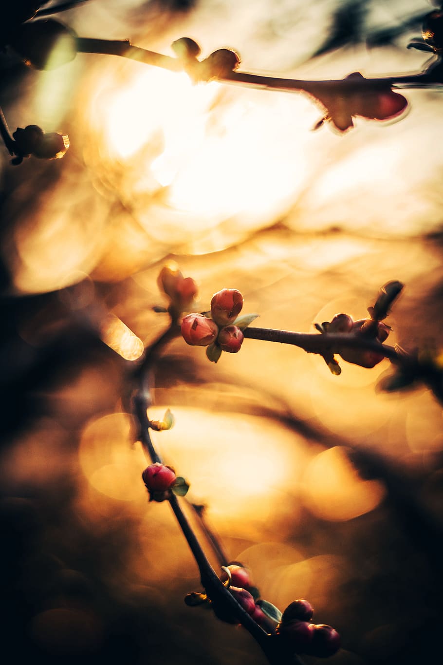 united states, new york, golden, hour, tree, bloom, branch, HD wallpaper