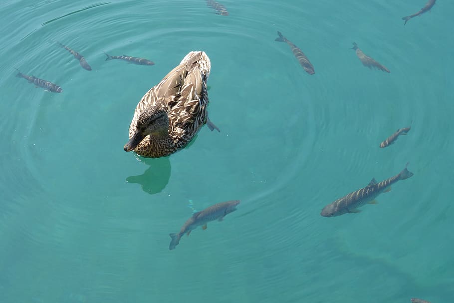 duck, fish, wild ducks, water, lake, nature, animals, blue HD wallpaper