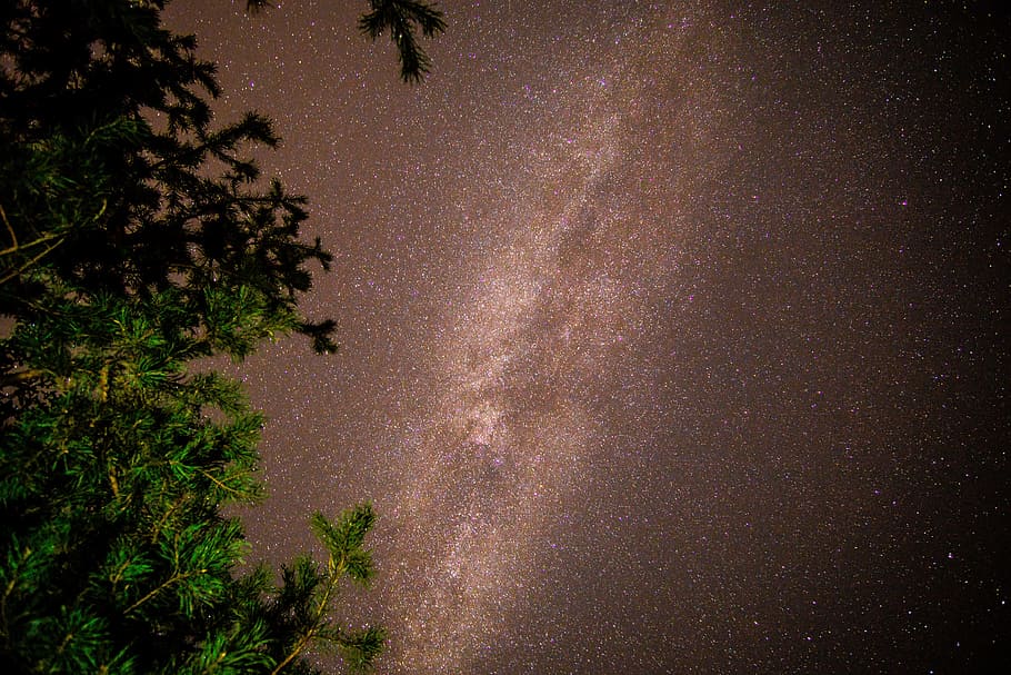 low angle photo of sky, star, tree, leaf, leaves, milky way, light HD wallpaper