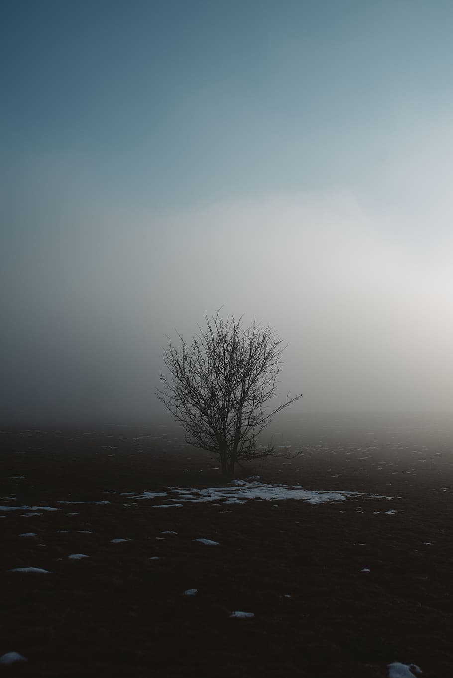 bare tree under blue sky, nature, weather, fog, outdoors, mist HD wallpaper