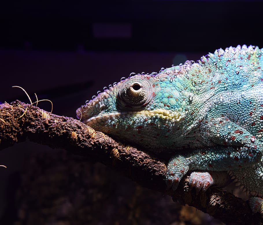 panther chameleon, drop of water, tired, head, close up, tropical