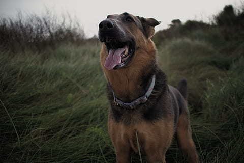 German shepherd standing on grass field, dog, mammal, canine HD wallpaper