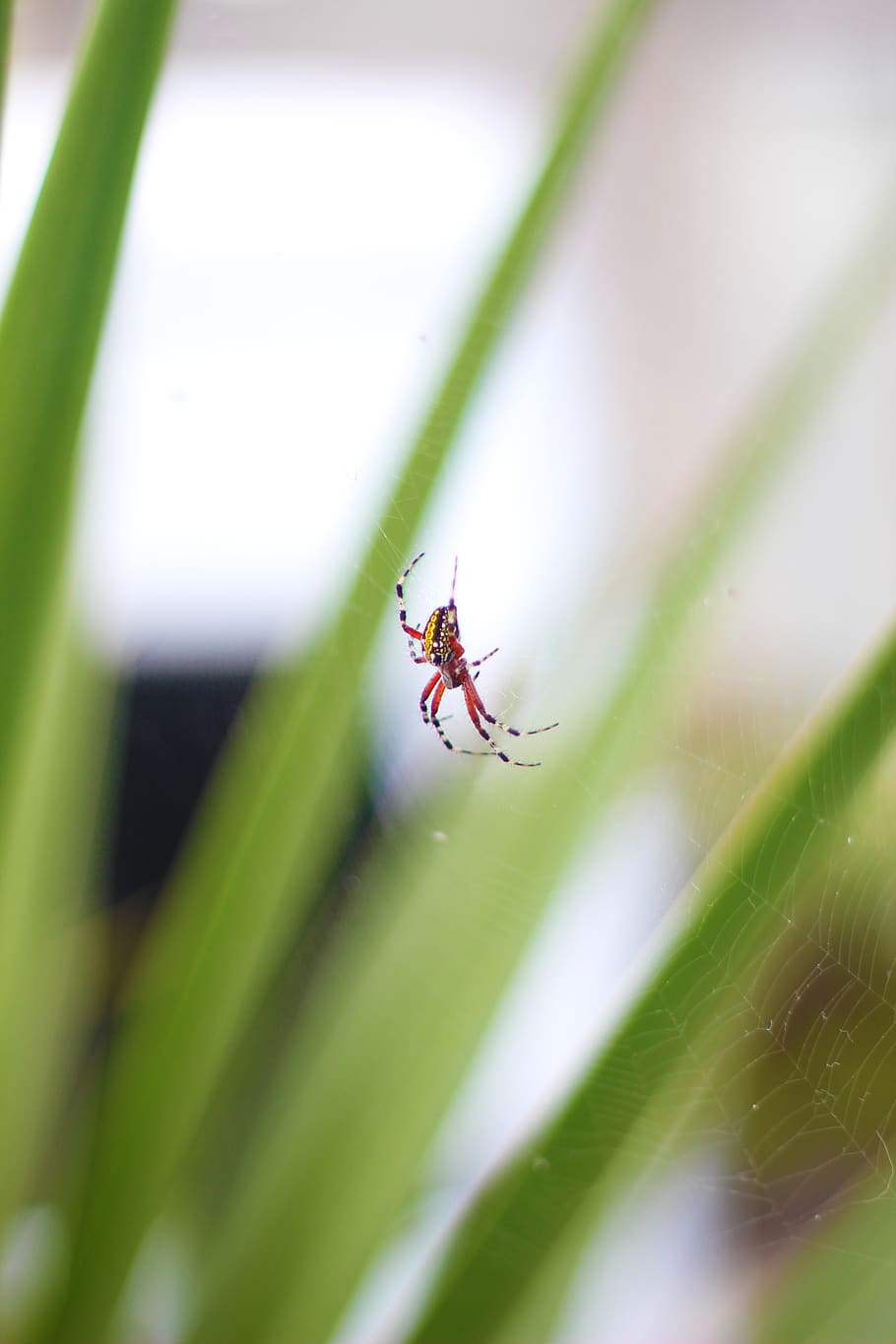 spider, spider web, spiders, nature, insects, insectos, araña HD wallpaper