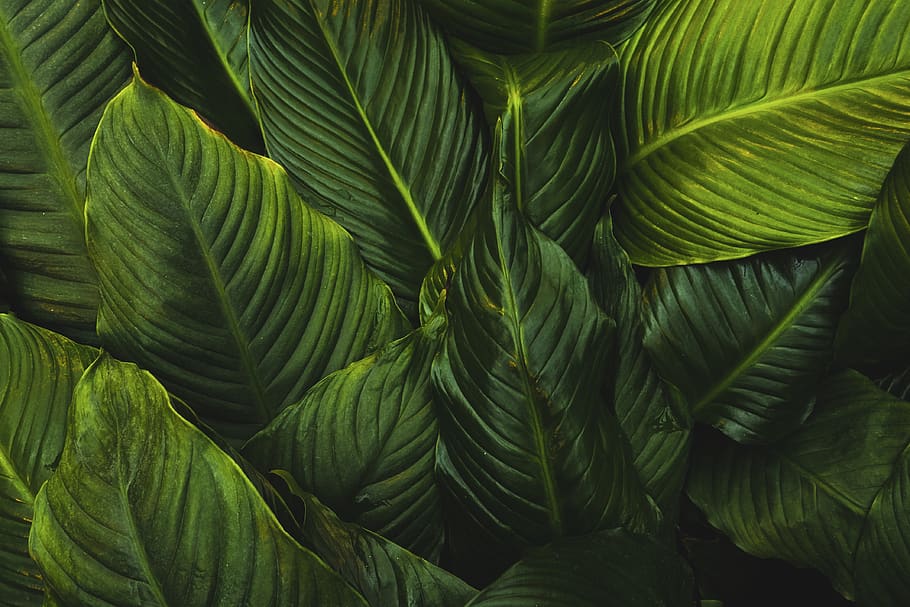 green-leafed plant, green color, plant part, backgrounds, full frame HD wallpaper