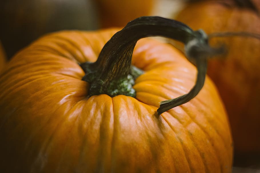 close up photography of pumpkin, halloween, fall, gourd, harvest, HD wallpaper
