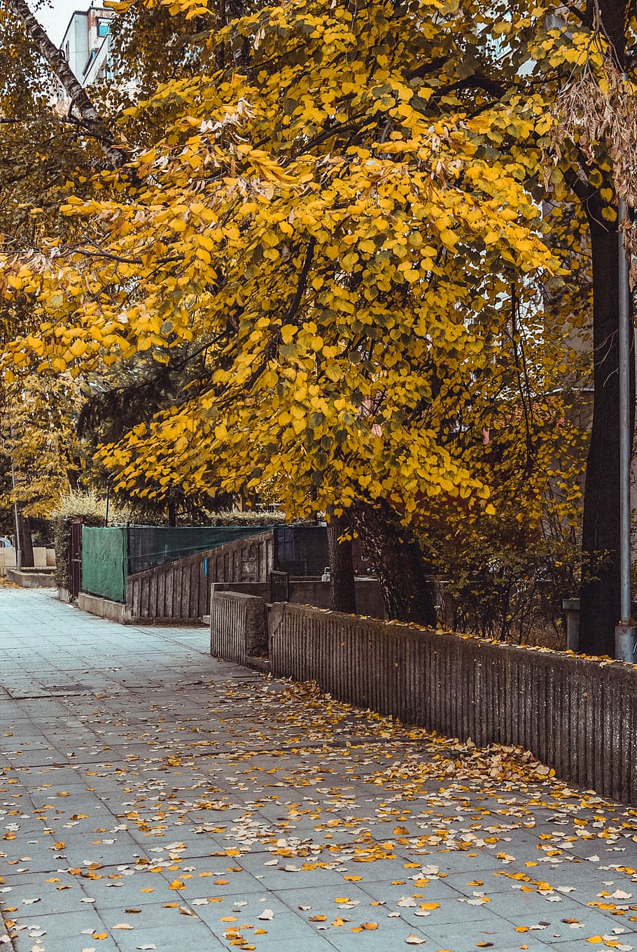 Yellow-leafed Tree, bright, colors, daylight, environment, landscape HD wallpaper