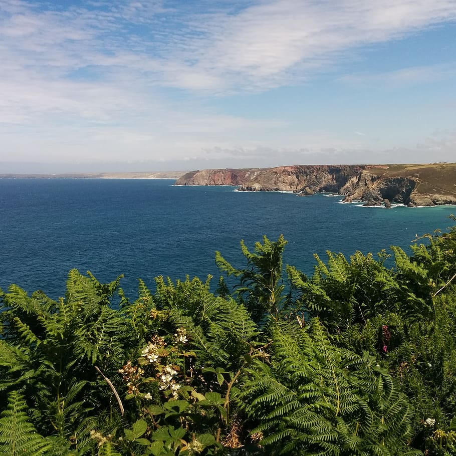 Green Ferns Near Body Of Water, coast, cornwall, daylight, landscape HD wallpaper