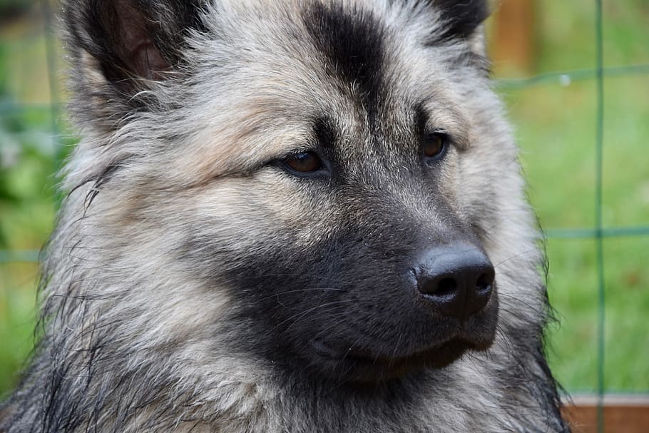 dog-dog-eurasier-dog-portrait-bitch-noel