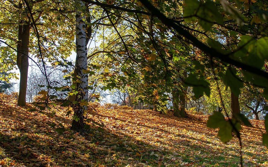 foliage, autumn, tree, park, nature, in the fall, forest, yellow HD wallpaper