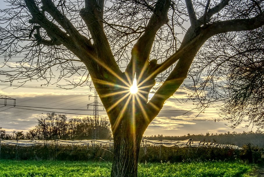 tree, backlighting, sun, sunbeam, dazzling star, sky, field HD wallpaper