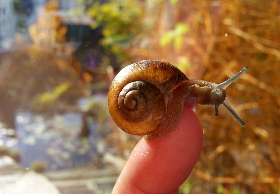 snail, human hand, animal, animal themes, human body part, mollusk HD wallpaper