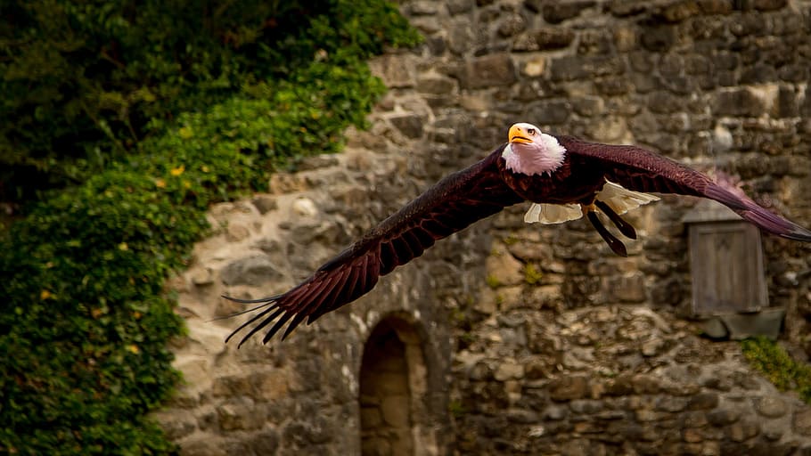 bird, building, brick, ivy, animal, wild, bald eagle, bird of prey HD wallpaper