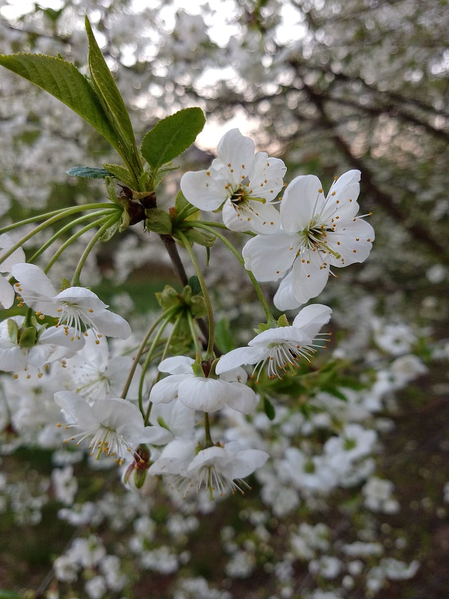 april, flowers, flowering, cherry, spring, tree, white, plant HD wallpaper