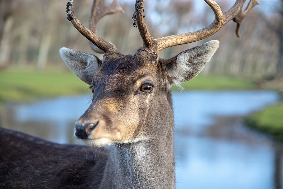 deer, fallow deer, animal, mammal, nature, forest, ree, animal world HD wallpaper