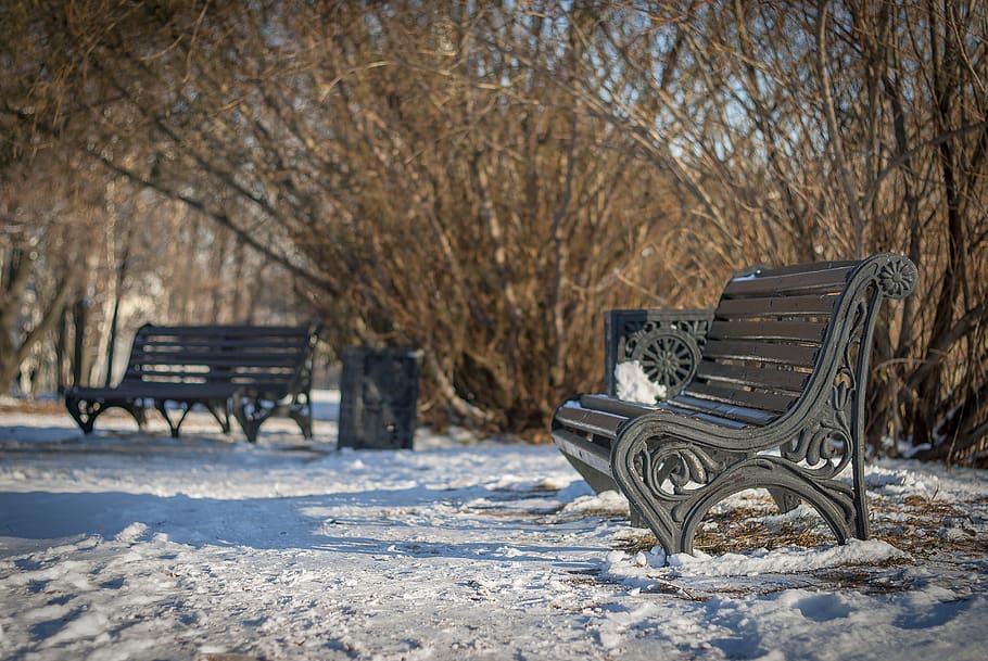 bench, winter, snow, bushes, branch, branches, sunny, seat HD wallpaper