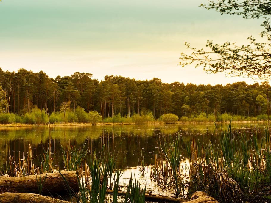 trees, lake, water, pine trees, summer, sun, warm, greenery HD wallpaper