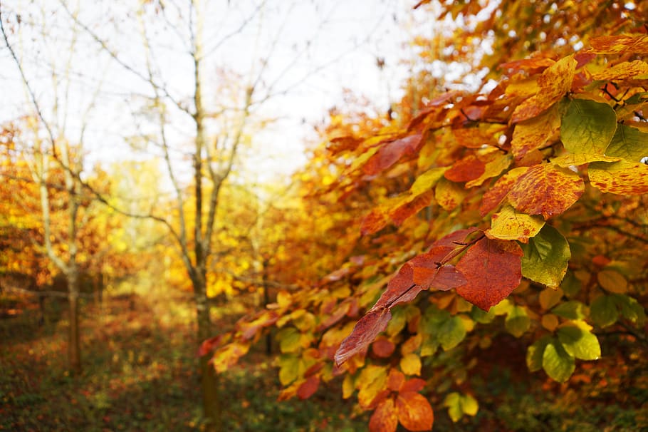 leaves, autumn, change, plant part, leaf, tree, nature, focus on foreground HD wallpaper
