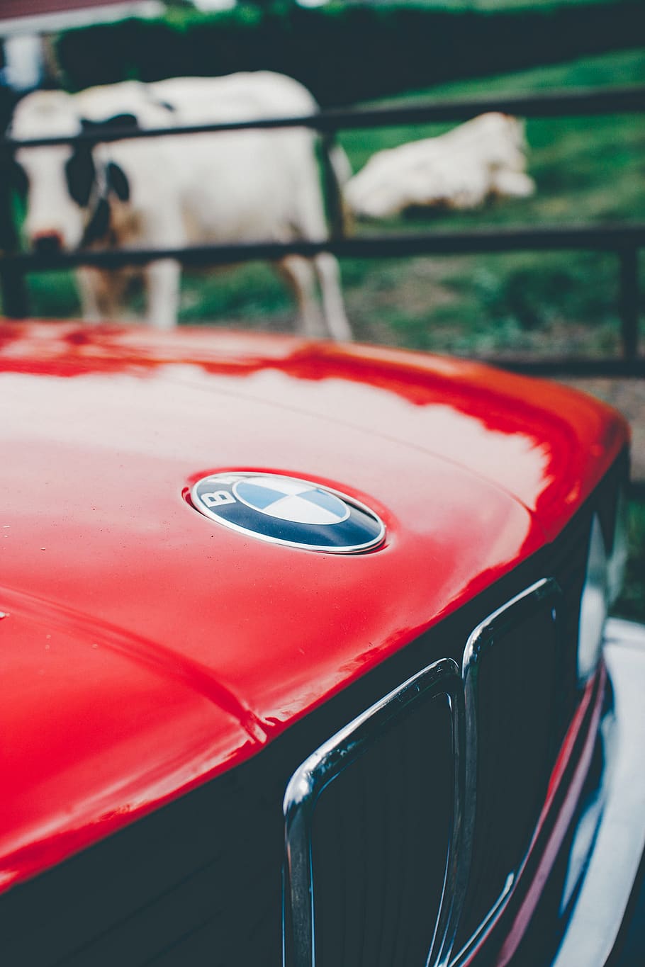closeup photo of red BMW car, classic car, bmw logo, close up