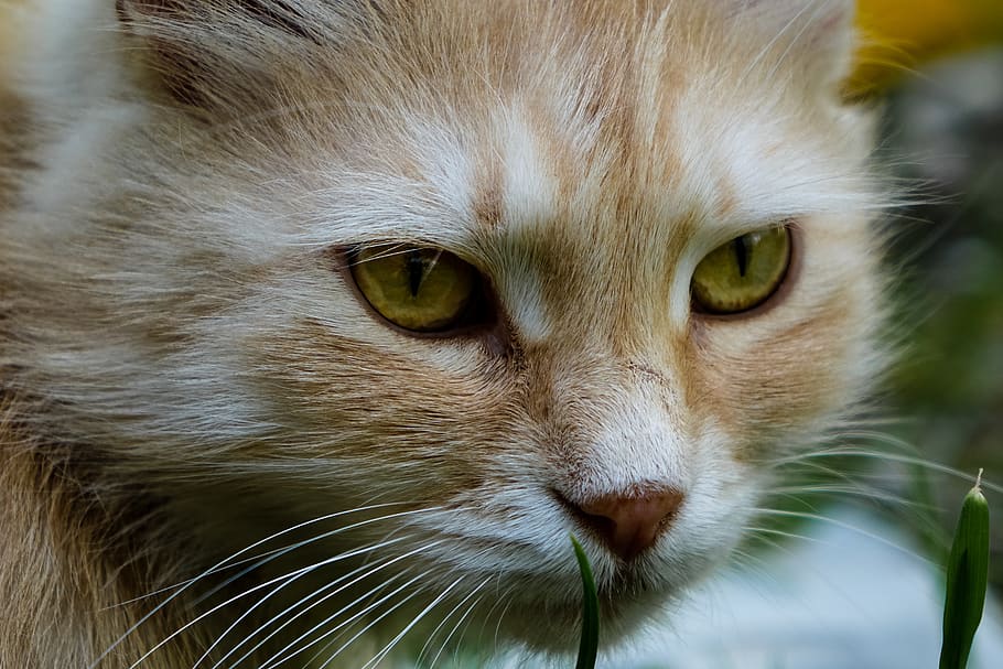 cat, animal, close up, macro, eye, eyes, cat eye, pet, nose HD wallpaper