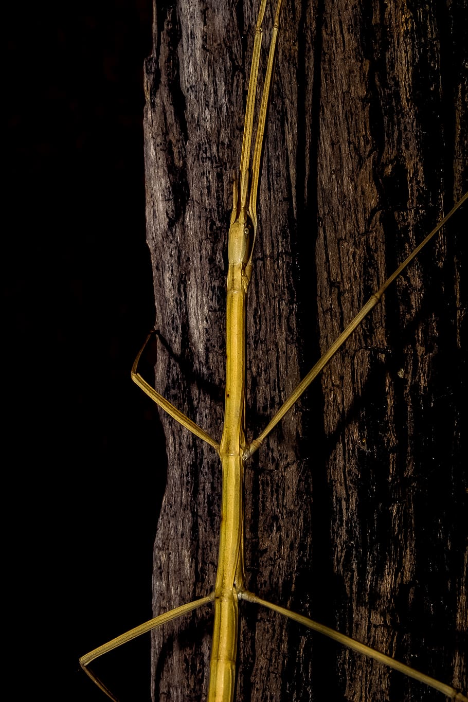 plant, nature, close-up, no people, tree trunk, yellow, growth HD wallpaper