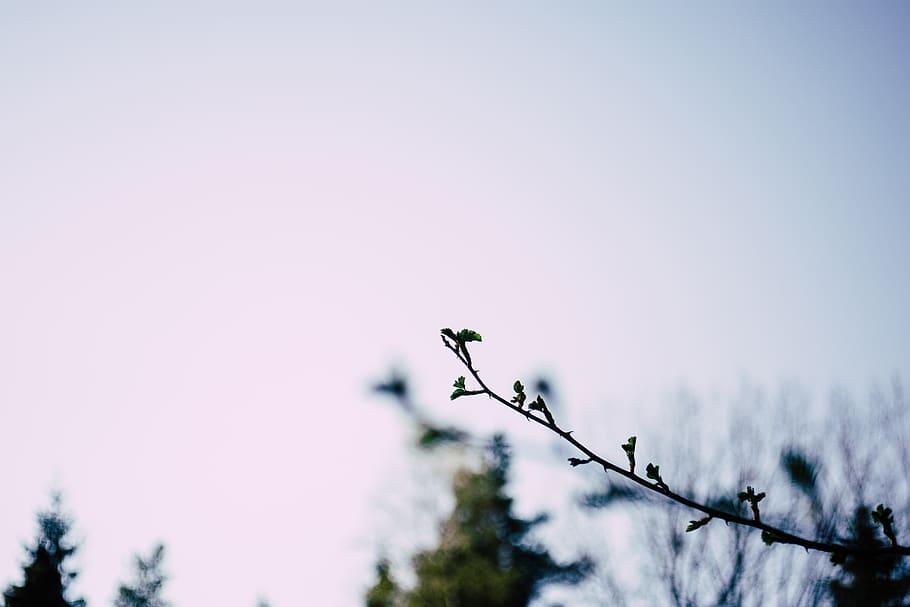 plant, sky, beauty in nature, no people, flower, tranquility HD wallpaper