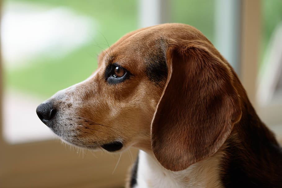 shorts pro beagle