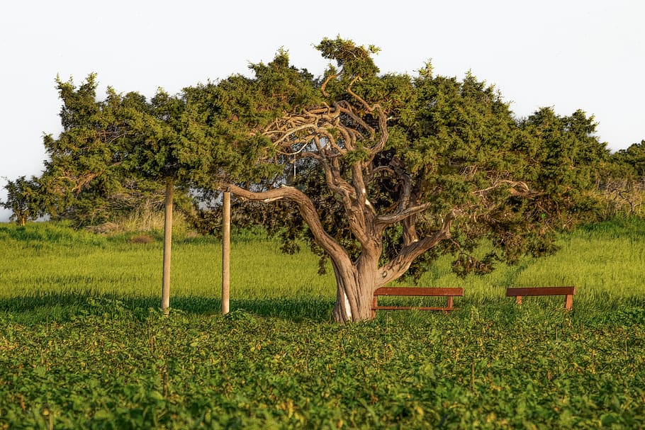 tree, nature, grass, landscape, countryside, field, rural, cavo greko HD wallpaper