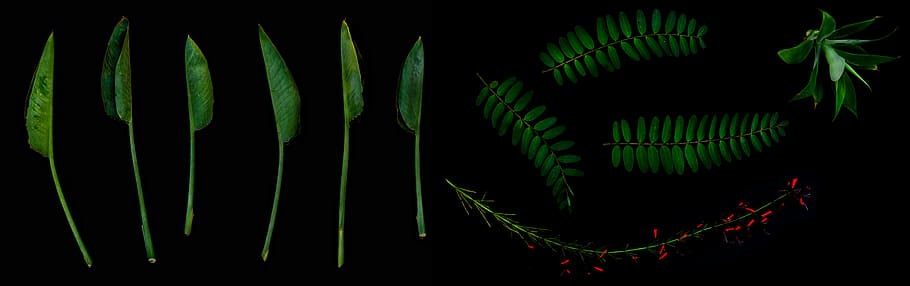 leaf illustration, plant part, green color, studio shot, black background HD wallpaper
