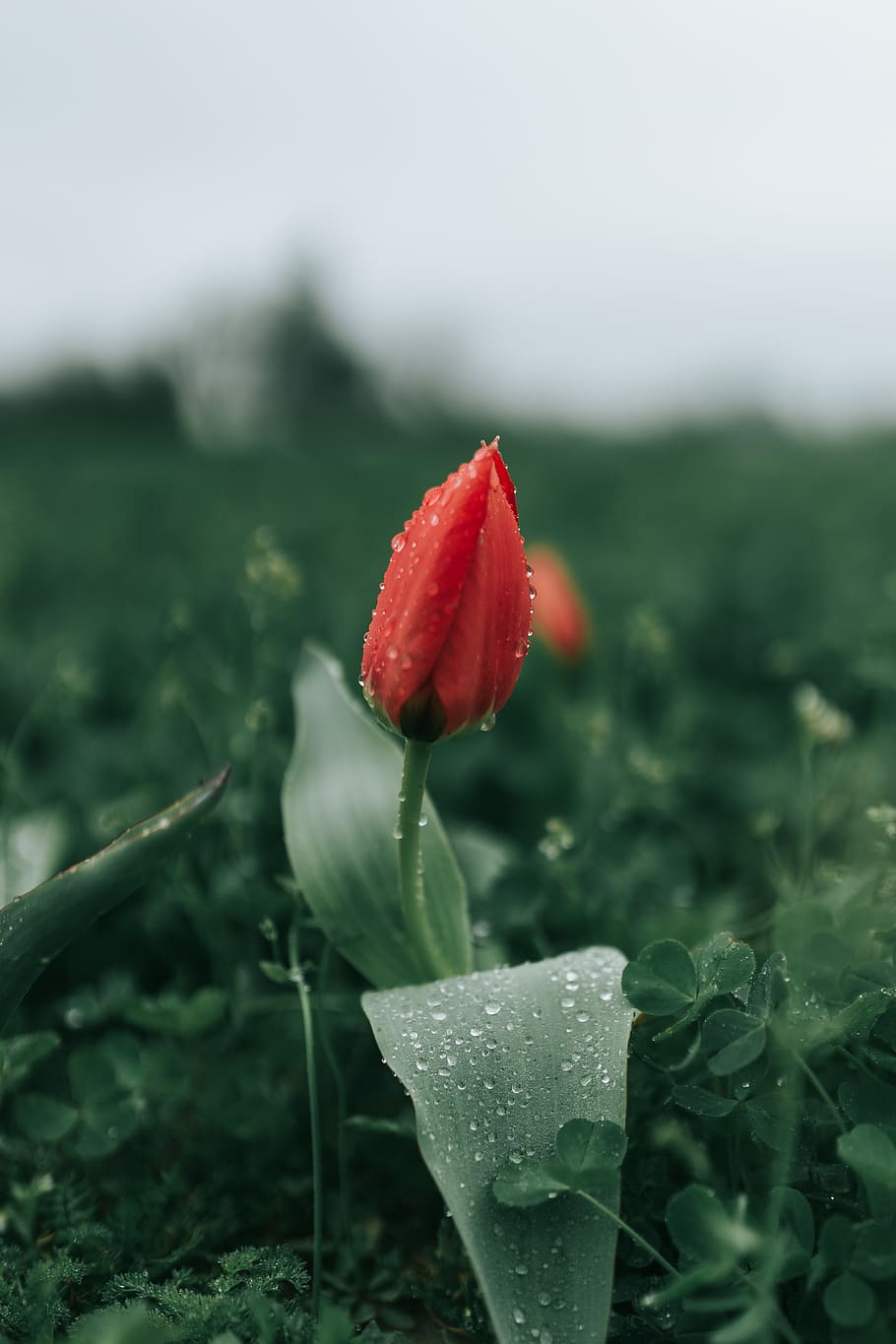 closeup photography of red flower bud, plant, blossom, tulip