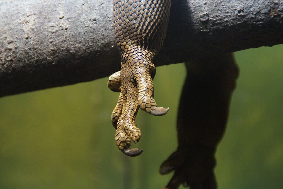 Selective Focus Photography of Brown Anima Leg, claw, close-up HD wallpaper