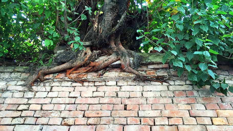 nepal, kathmandu, plant, plant part, tree, growth, leaf, nature HD wallpaper