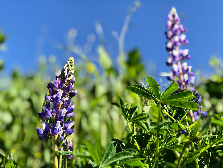 purple-petaled flower, lupin, plant, blossom, pottery, potted plant, HD wallpaper