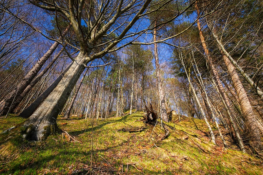 forest, tree, bark, nature, landscape, path, light, green, hiking HD wallpaper