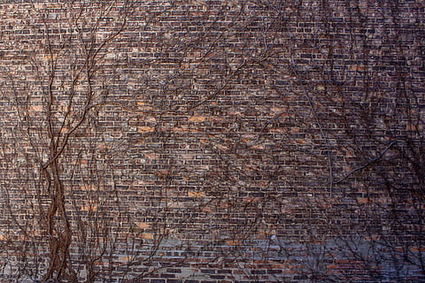 vines, brick, wall, texture, background, nature, neutral, monotone HD wallpaper