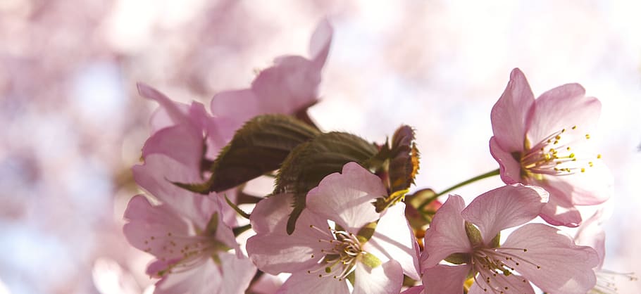 germany, berlin, bloom, sun, sunny, spring, cherry, blossom HD wallpaper