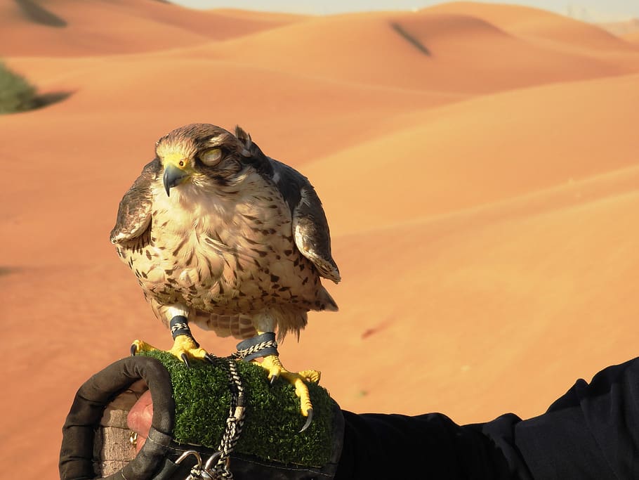 falcon, desert safari, dubai, vertebrate, one animal, bird, HD wallpaper
