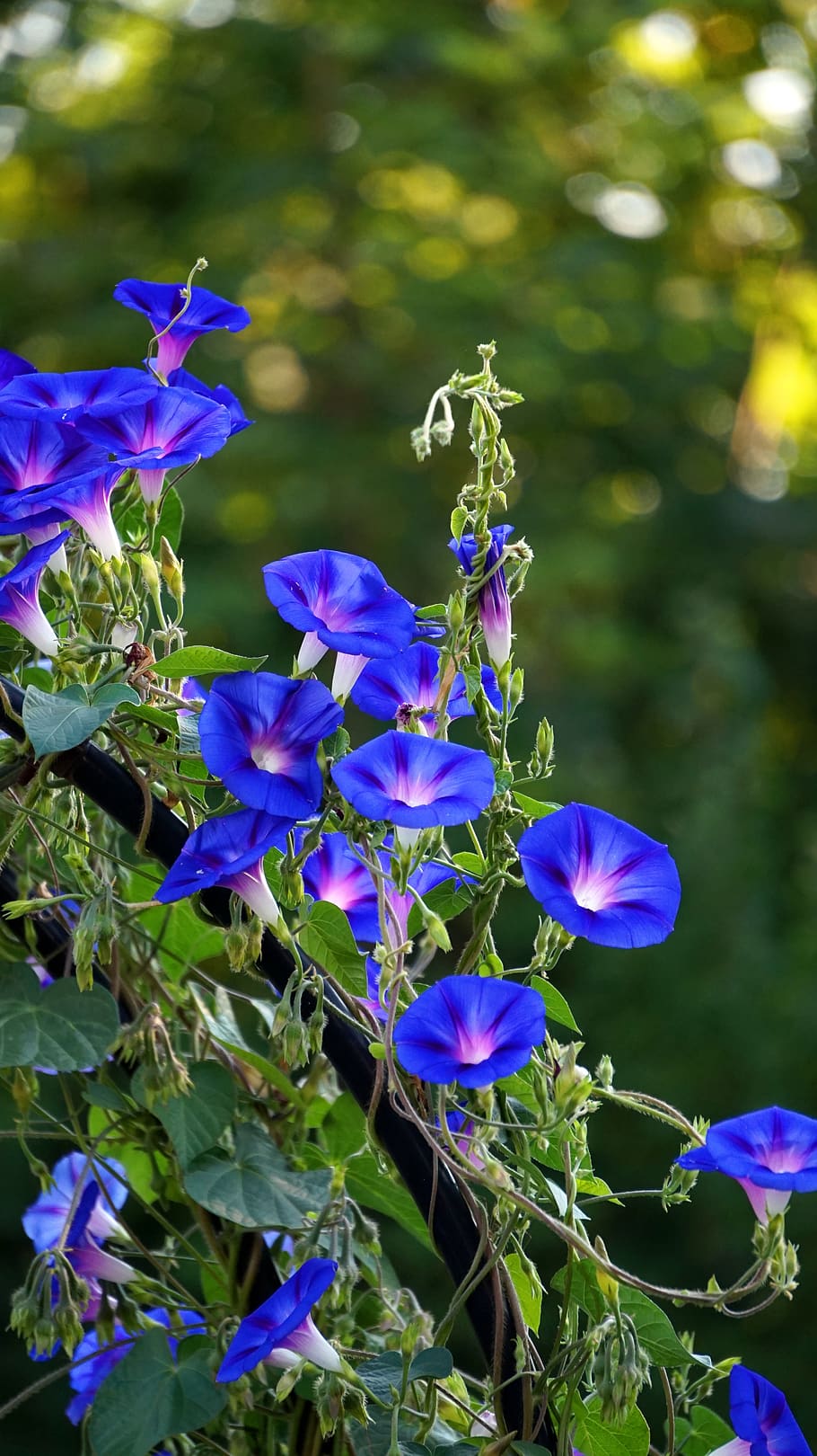 superb thread, blossom, bloom, blue, morning glory, climber plant, HD wallpaper