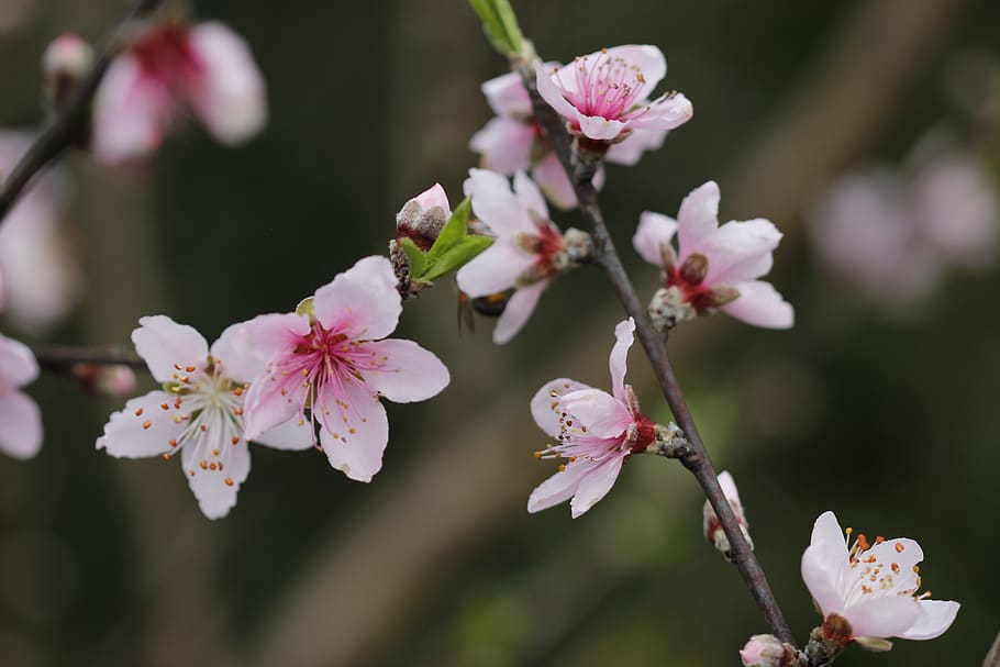 flower, peach tree, spring, flora, botanist, flowering plant HD wallpaper