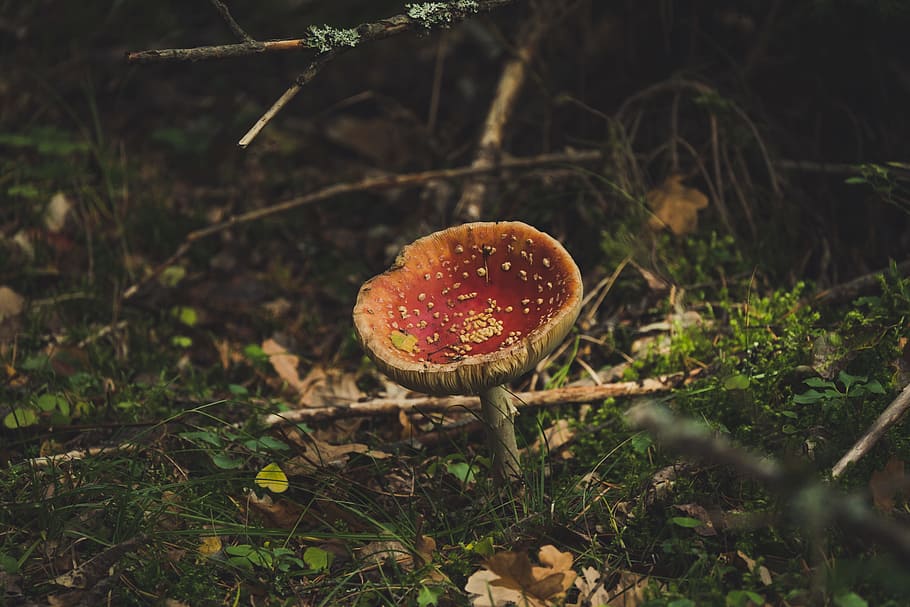 red and brown mushroom on ground, forest, fungus, food, land HD wallpaper